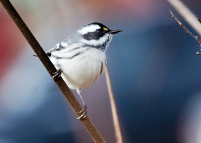 Black-throated Gray Warbler