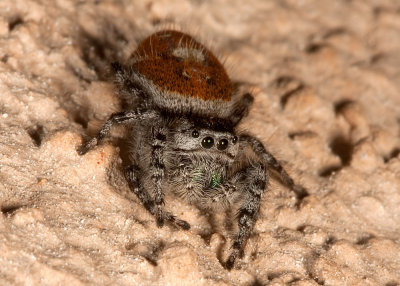 Johnson Jumping Spider (Phidippus johnsoni)