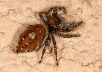 Johnson Jumping Spider (Phidippus johnsoni)