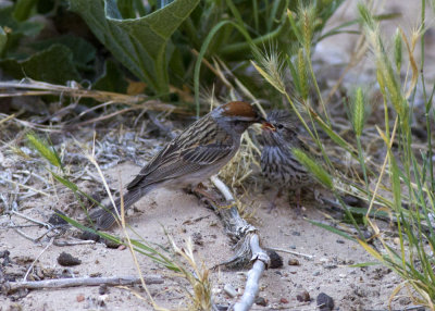 Chipping Sparrow