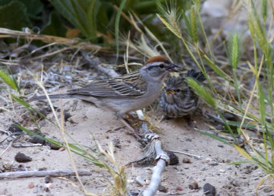 Chipping Sparrow