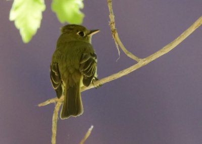 Cordilleran Flycatcher