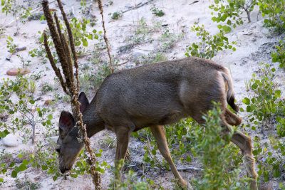 Mule Deer