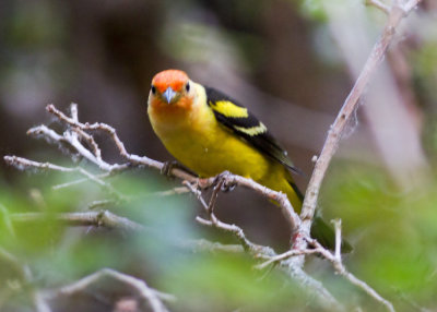 Western Tanager