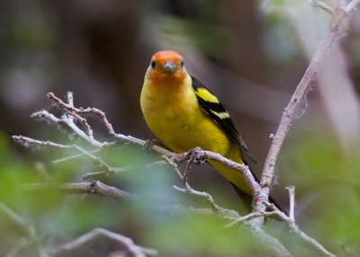 Western Tanager