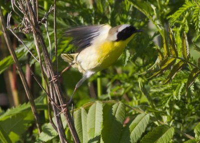 Common Yellowthroat