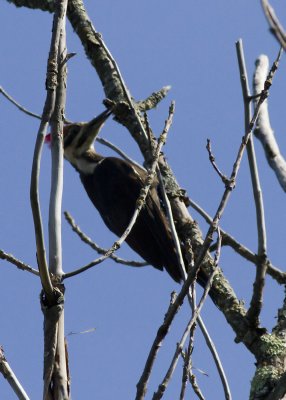 Pileated Woodpecker