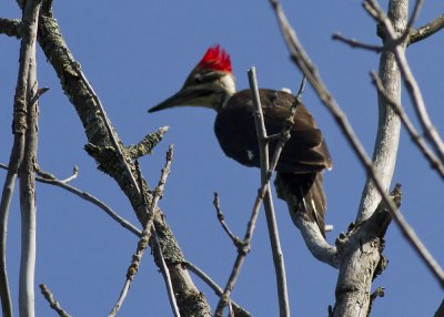 Pileated Woodpecker