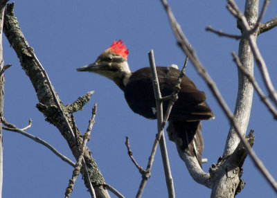 Pileated Woodpecker