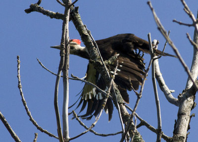 Pileated Woodpecker