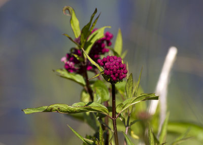 Swamp Milkweed (Asclepias incarnata)