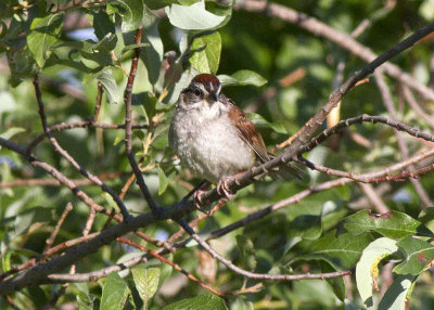 Swamp Sparrow