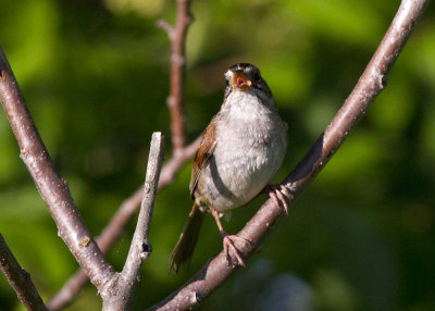 Swamp Sparrow