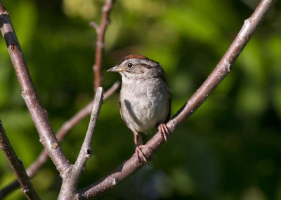 Swamp Sparrow