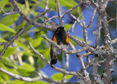 American Redstart