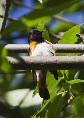 American Redstart