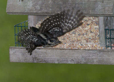 Downy Woodpecker