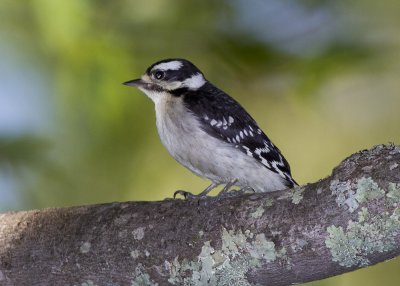 Downy Woodpecker