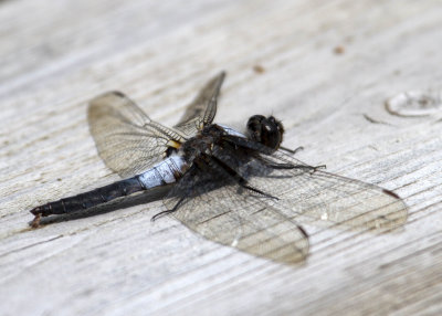 Chalk-fronted Corporal  (Ladona julia)