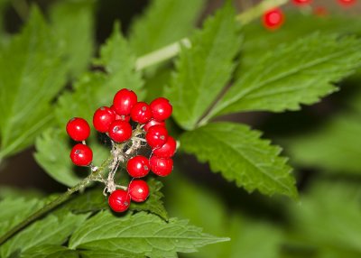 Red Baneberry (Actacea rubra)