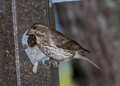 Purple Finch