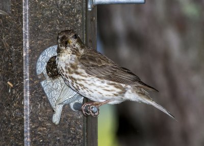 Purple Finch