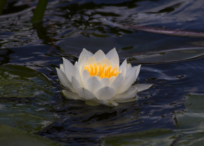 White Water Lily (Nymphacea odorata)