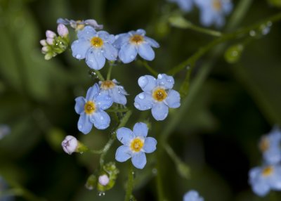 Forget - me -nots (Glechoma hederacea)