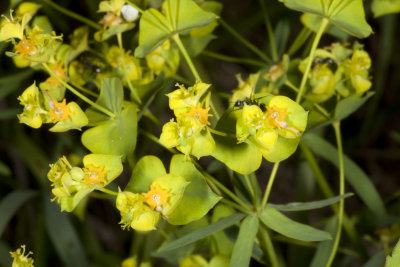 Leafy Spurge (Euphorbia esula)