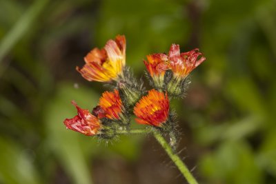 Orange Hawkweed (Hiercium aurantiacum)