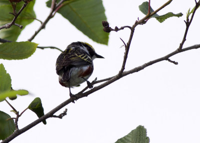 Chestnut-sided Warbler