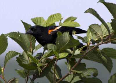 Red-winged Blackbird