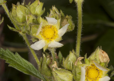 wild-strawberry01.jpg