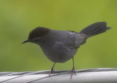 Gray Catbird