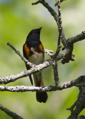 American Redstart