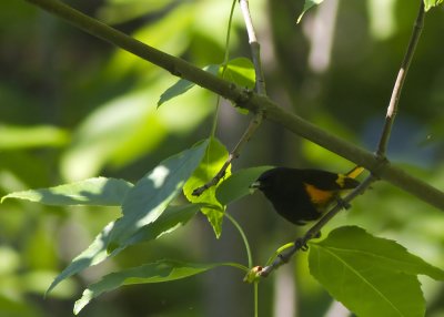 American Redstart