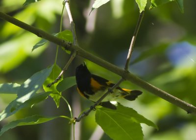 American Redstart