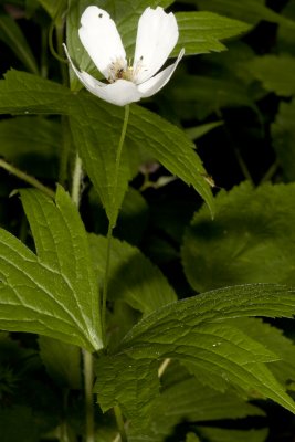 Canada Anemone (Anemone canadensis)