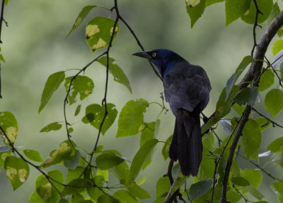 Common Grackle