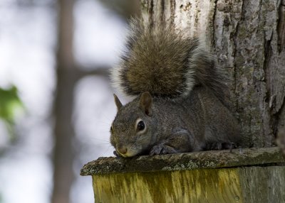 Eastern Gray Squirrel