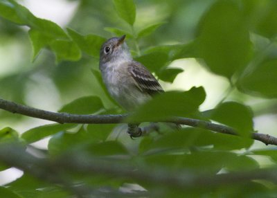 Least Flycatcher