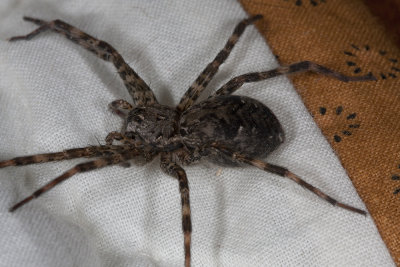 Grass Spider (Agelenopsis sps.)