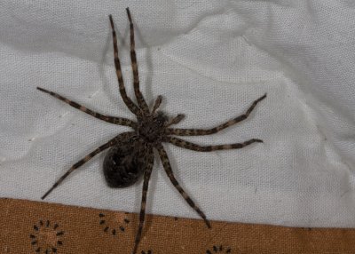 Grass Spider (Agelenopsis sps.)