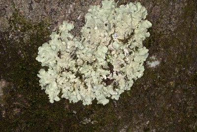 tree-lichen.jpg