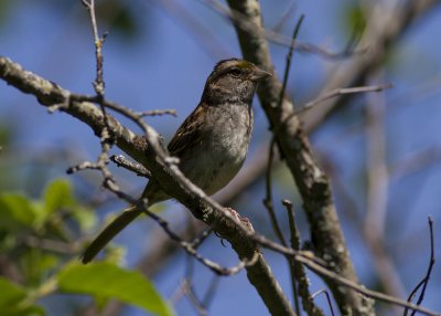 White-throated Sparrow