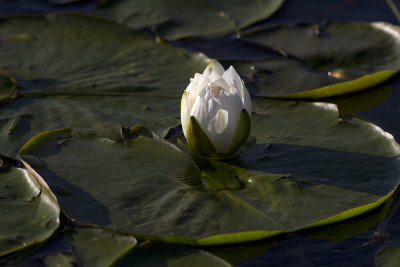 White Water Lily (Nymphacea odorata)