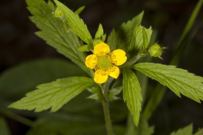Unidentified Wild Flowers