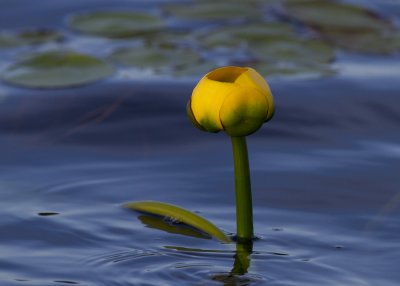 yellow-water-lily02.jpg