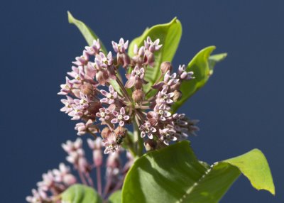 Common Milkweed