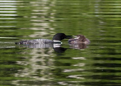 Common Loon